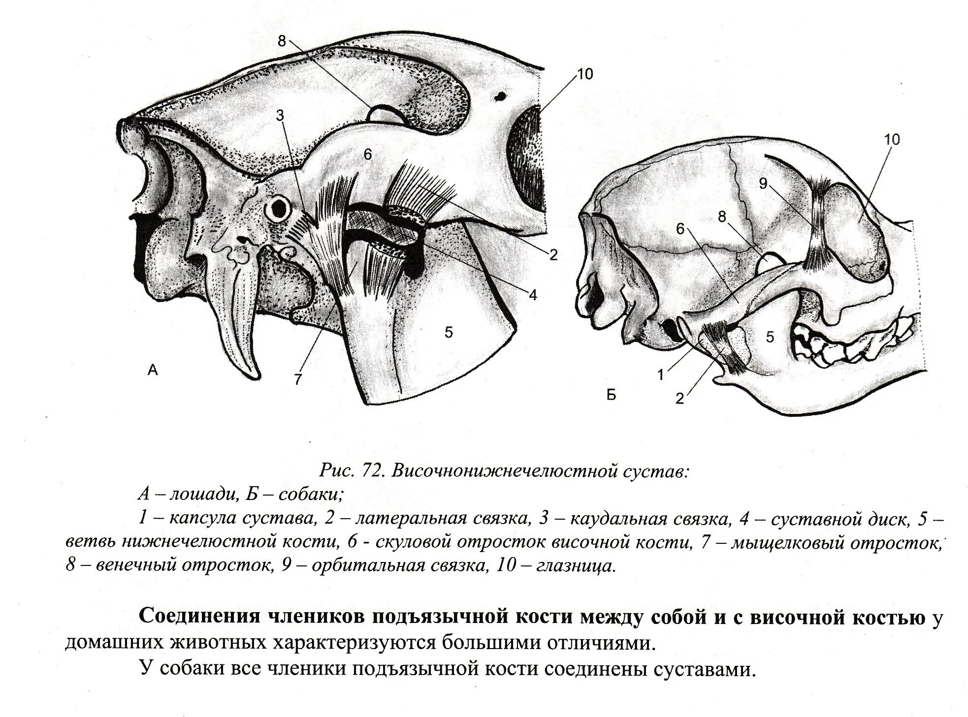 Соединение нижнечелюстной и височных костей. Височная кость животных анатомия строение. Височно нижнечелюстной сустав собаки. Соединение костей черепа: швы, височно – нижнечелюстной сустав.. Височно челюстной сустав лошади.