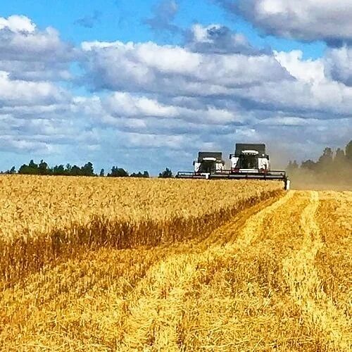 Оптимизация фитосанитарного состояния посевов. Фитосанитарный мониторинг россельхозцентр. Фитосанитарный мониторинг россельхозцентр. Фитосанитарный мониторинг россельхозцентр. Фитосанитарный мониторинг россельхозцентр.