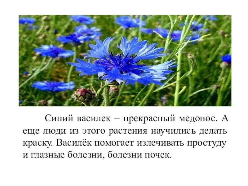 Синий василек предложение. Василек растение медонос. Василек синий медонос. Василек описание. Описание василька.