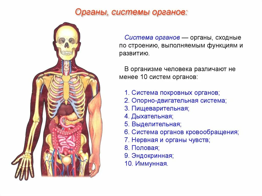 Органы человека и страны. Что относится к системе органов. Перечислить основные системы органов человека. Перечислите системы органов относящиеся к организму человека. Перечислите 8 систем органов человека.