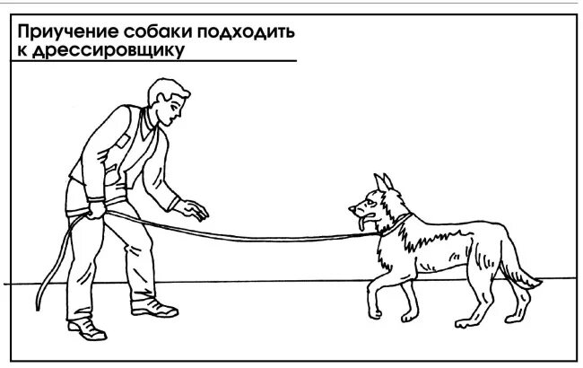 Комне как правильно. Схема дрессировки собак. Приучение подходить к дрессировщику. Приучения собаки подходить к дрессировщику. Дрессировка команды ко мне.