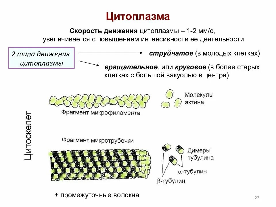 Движение клетки. Движение цитоплазмы в клетке растений. Типы движения цитоплазмы. Движение цитоплазмы в растительной клетке. Направление движения цитоплазмы в клетке.
