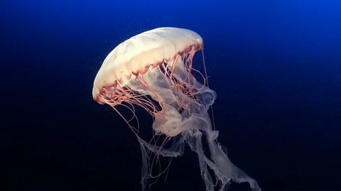 Do Jellyfish Swim