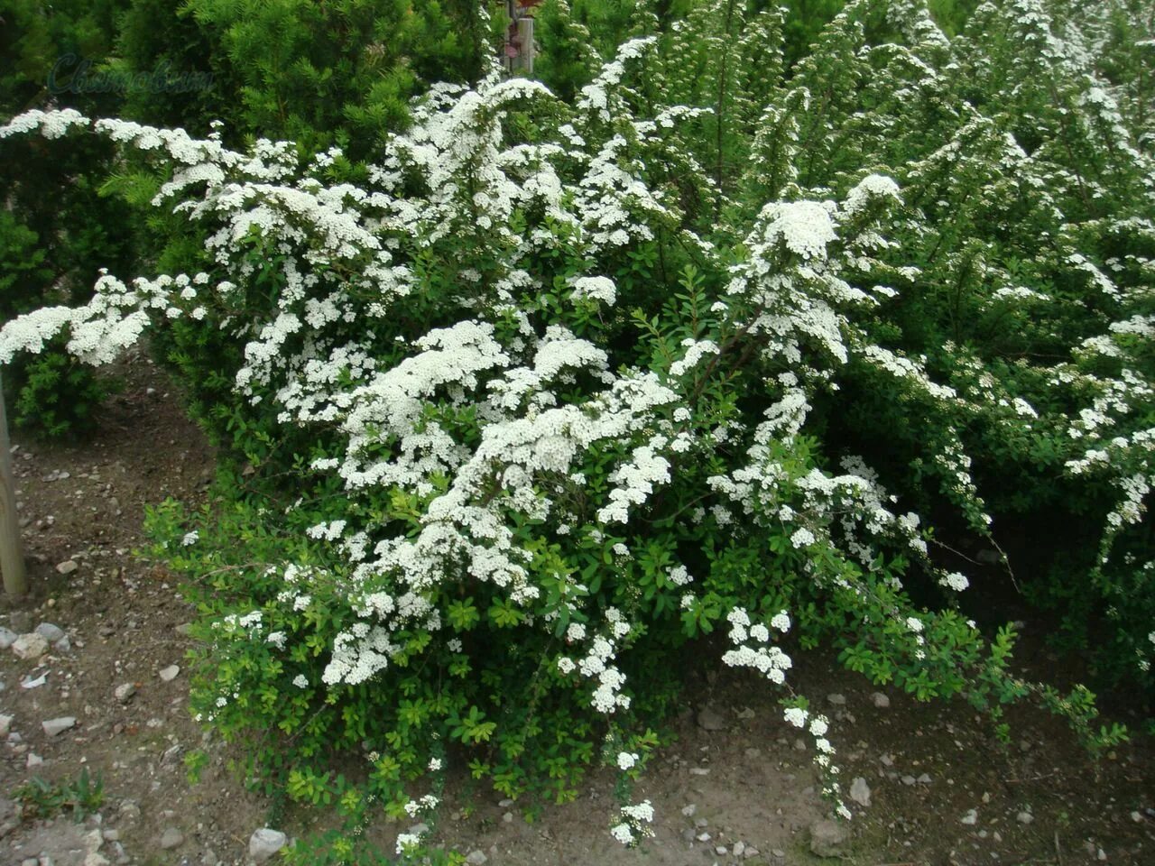 Спирея ниппонская Snowmound. Спирея ниппонская Spiraea nipponica Snowmound. Спирея Джун Брайд. Спирея ниппонская Джун Брайд. Спирея декоративные кустарники фото