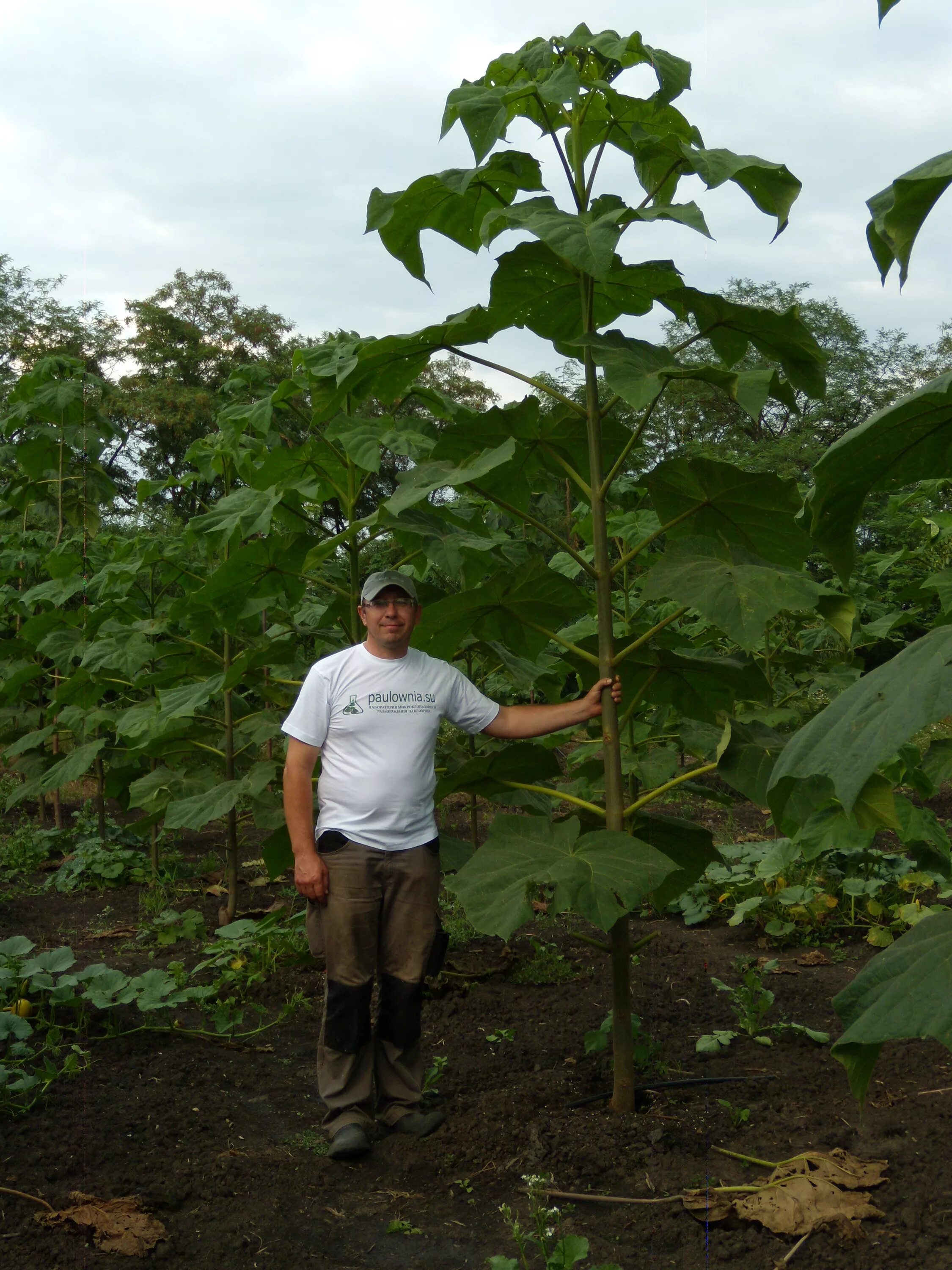 павловния войлочная. саженцы павловнии. павловния дарахти. павлония дерево саженцы. павловния войлочная.