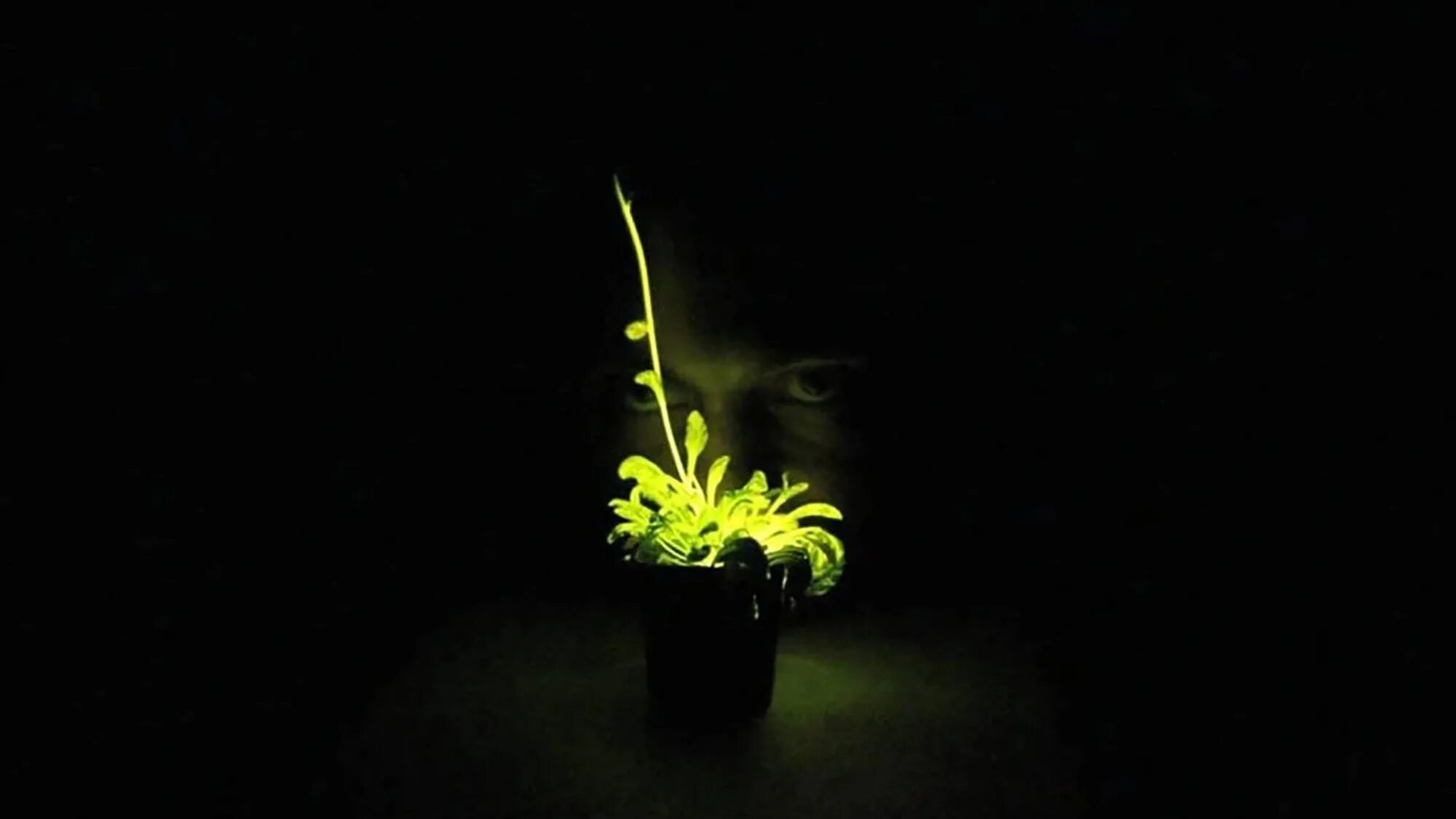 Светящиеся растения. Цветы в темноте. Растения растущие в темноте. Растения которые светятся в темноте. Таем в темноте