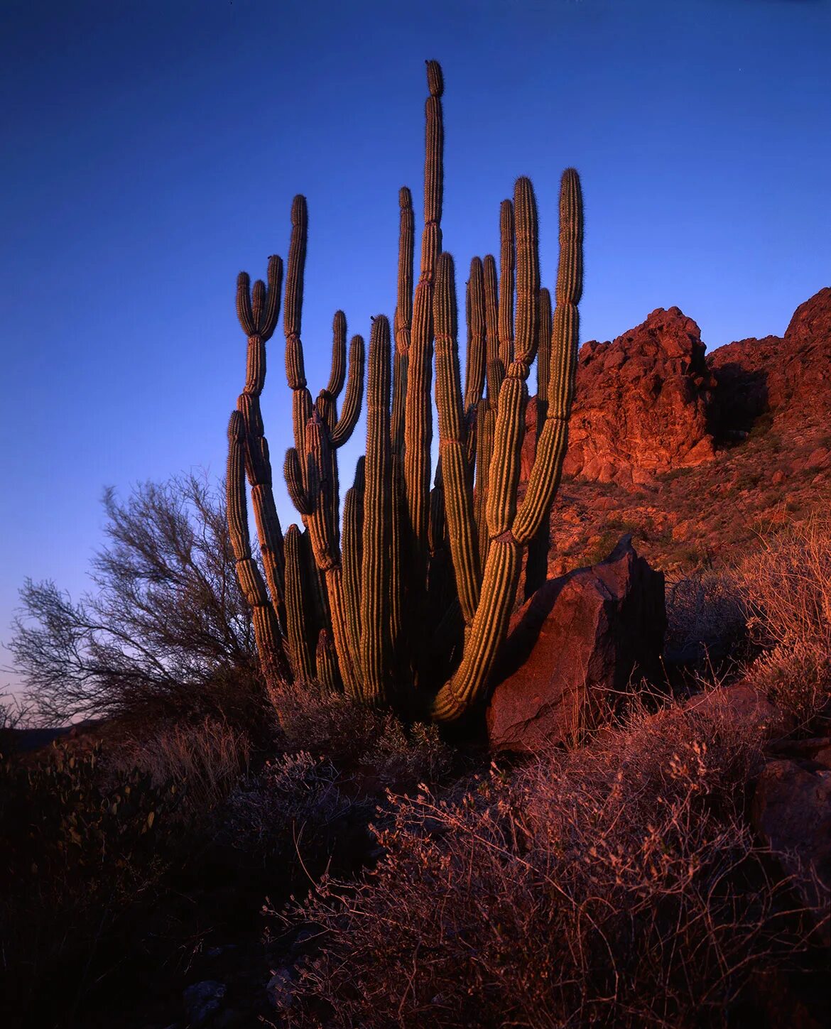 Растения в скверно америки. Опунция флора южной америки. Характерные растения северной америки. Растения северной америки. Расстениясеверной америки.