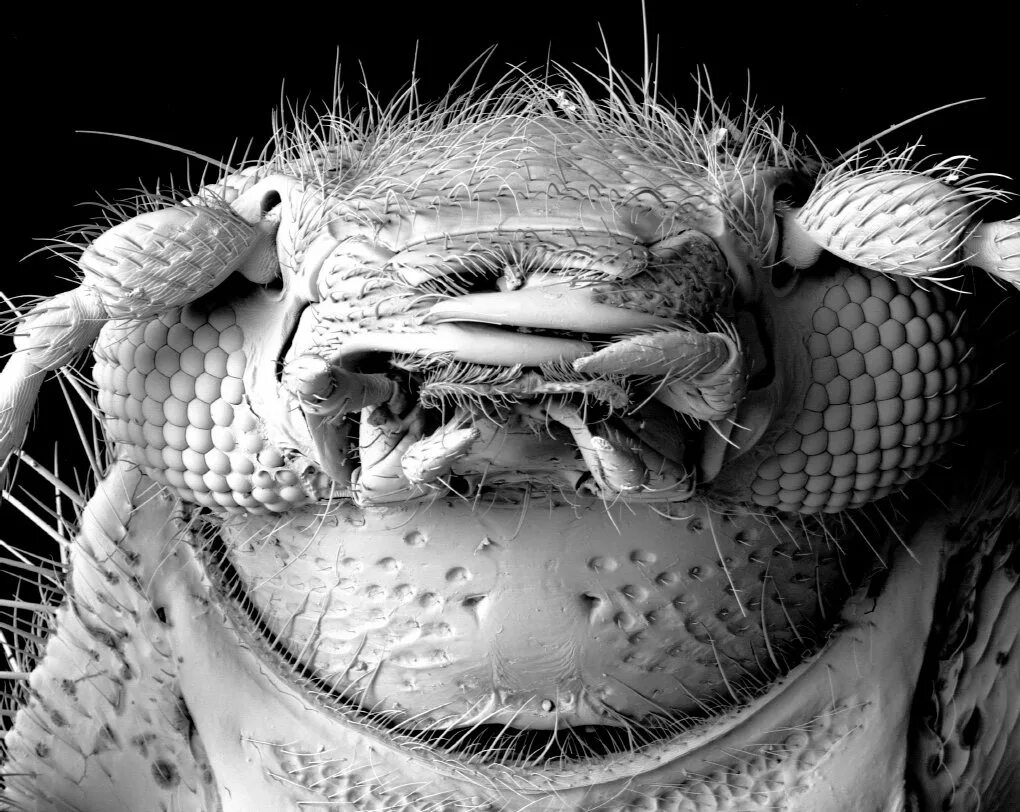 Мошка под микроскопом фото. Мошка гнус под микроскопом. Зубы мошки под микроскопом. Зубы мошкары под микроскопом. Мошка под микроскопом челюсти.