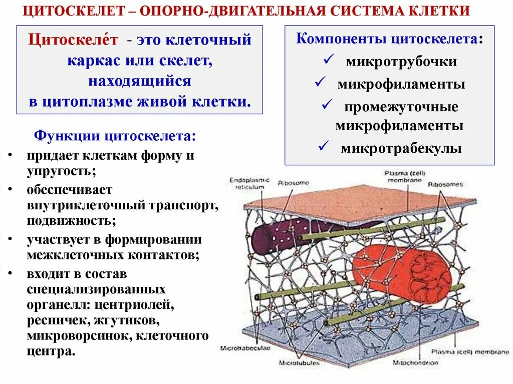 Состав цитоскелета клетки. Цитоскелет строение и функции. Цитоскелет микротрубочки. Органеллы цитоскелета клетки.