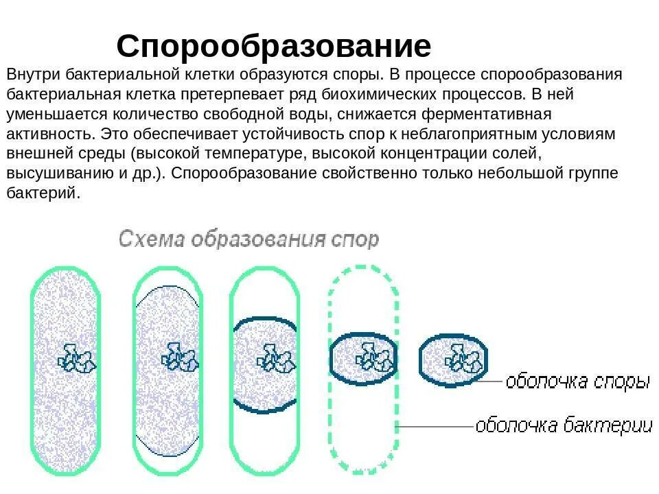 Что значит обнаружены споры. Схема спорообразования у бактерий микробиология. Процесс спорообразование бактерий. Образование спор у бактерий строение. Размножение бактерий и образование спор.