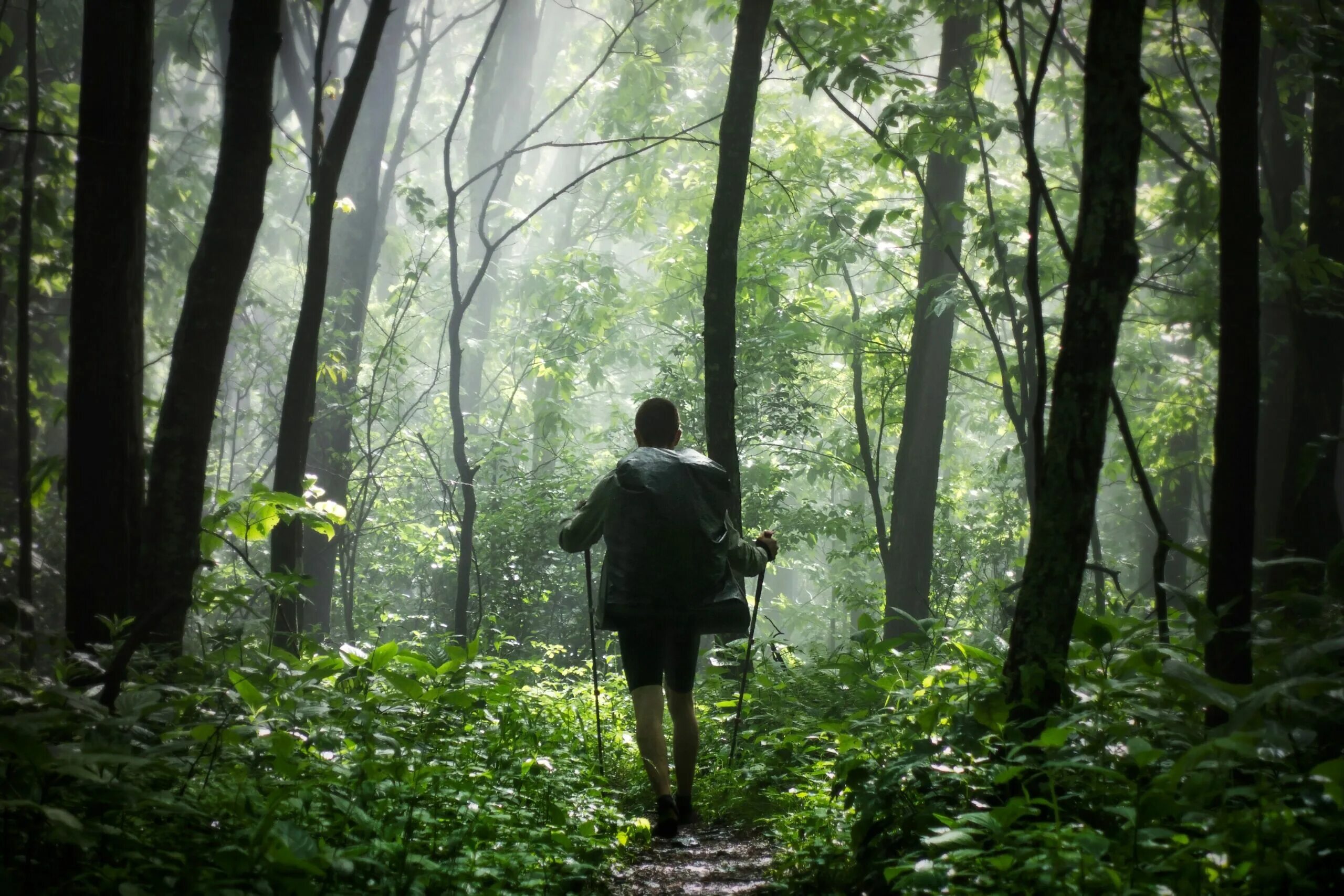 The were going the forest. Человек в лесу. Прогулки по лесу. Идет по лесу. Идти через лес.