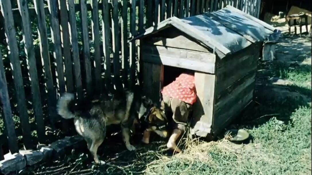 Будка в деревне. Украина украла у собаки будку. Старая собачья будка.