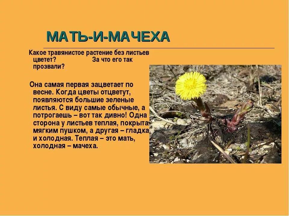 Мать и мачеха растение доклад. Мать и мачеха цветок доклад. Мать и мачеха описание 2 класс окружающий мир. Сообщение о цветке мать и мачеха. Мать и мачеха 2 класс окружающий мир