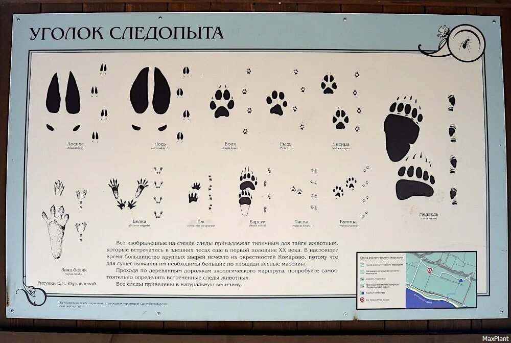 Следы животных и их названия. Определитель следов животных. Стенд следы зверей. Следы животных схема.