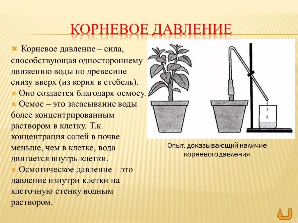 Транспорт воды по стеблю снизу вверх