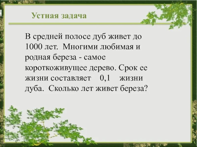 Береза живет дерево. Сколько лет живет дуб. Сколько лет живет береза. Дуб Продолжительность жизни дерева. Сколько живет дерево дуб.