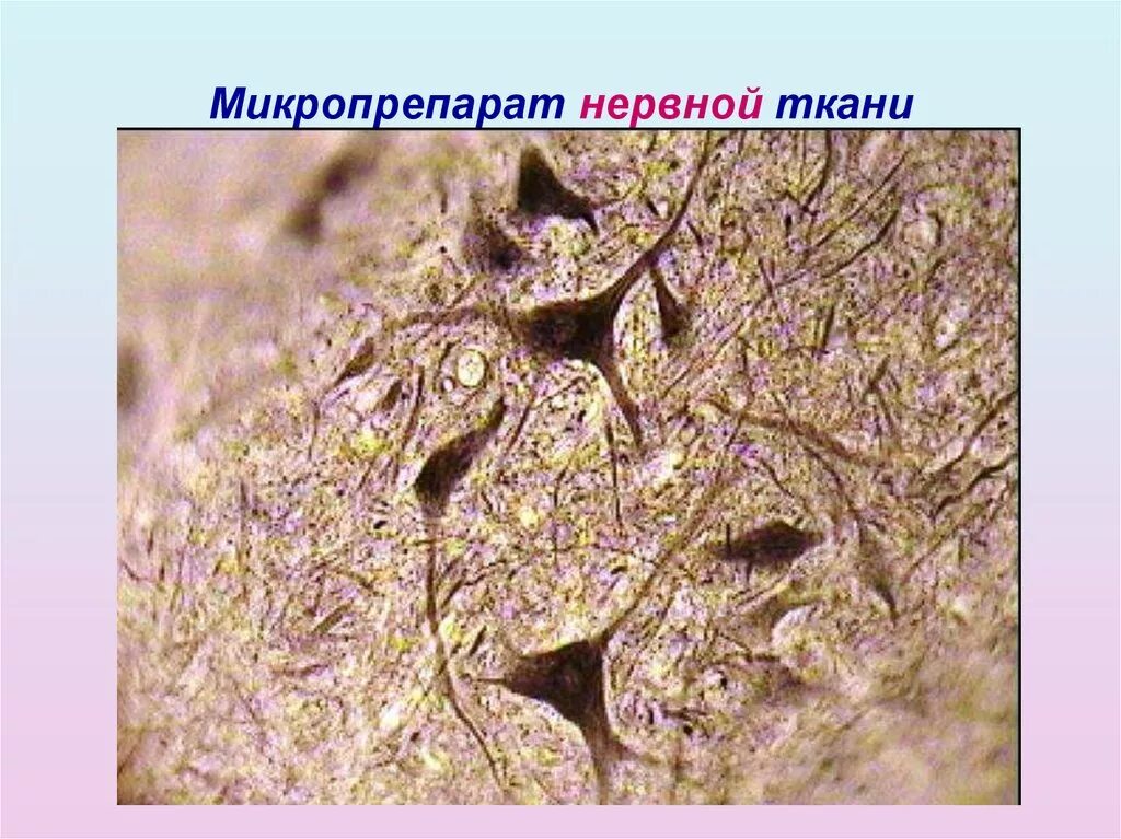 Микропрепараты тканей под микроскопом Tethering the membranes Nature Plants