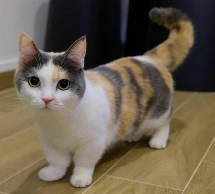 Какие котики фото Stumpy cat returns Munchkin cat, Cat call, Cute animals