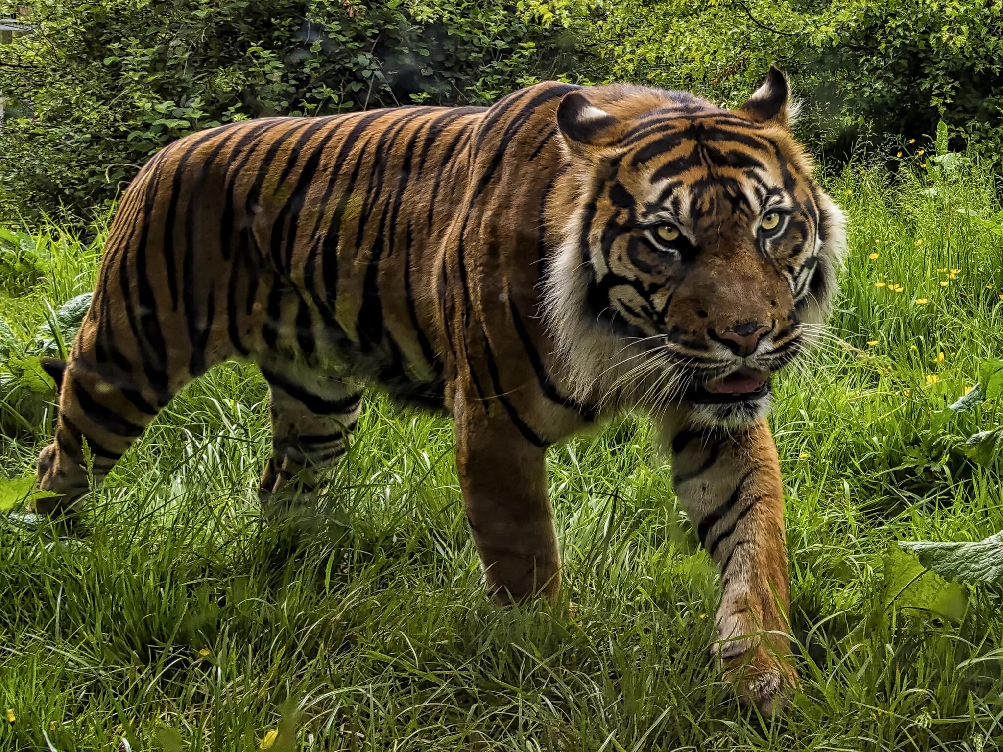 Tigr. Тайгер тигр. Суматранский тигр и Амурский. Гималайский тигр. Самый большой Амурский тигр.