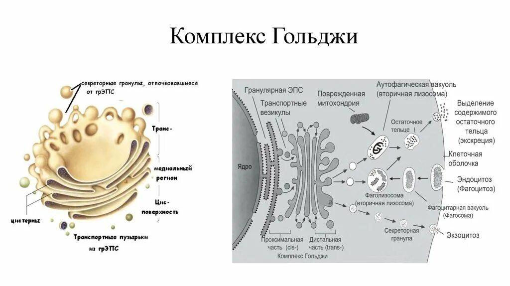 Какие мембранные структуры образует аппарат гольджи. Комплекс Гольджи строение везикулы. Мембранные структуры клетки комплекс Гольджи. Комплекс Гольджи строение ЕГЭ. Пластинчатый комплекс (комплекс Гольджи). Строение и функции..