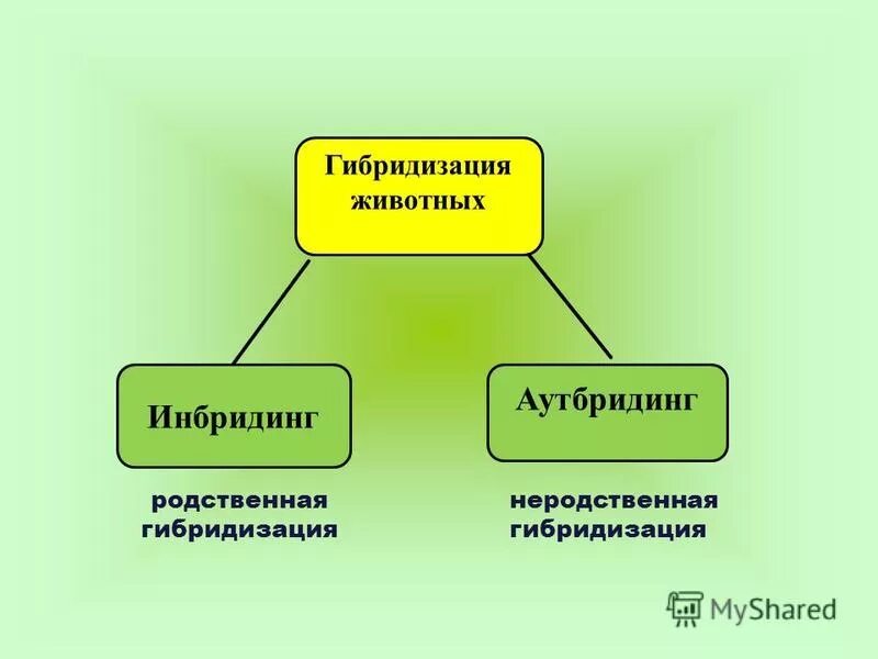 Гибридизация близкородственное скрещивание. Аутбридинг в селекции растений. Методы селекции аутбридинг инбридинг. Методы гибридизации животных. Методы селекции животных инбридинг.