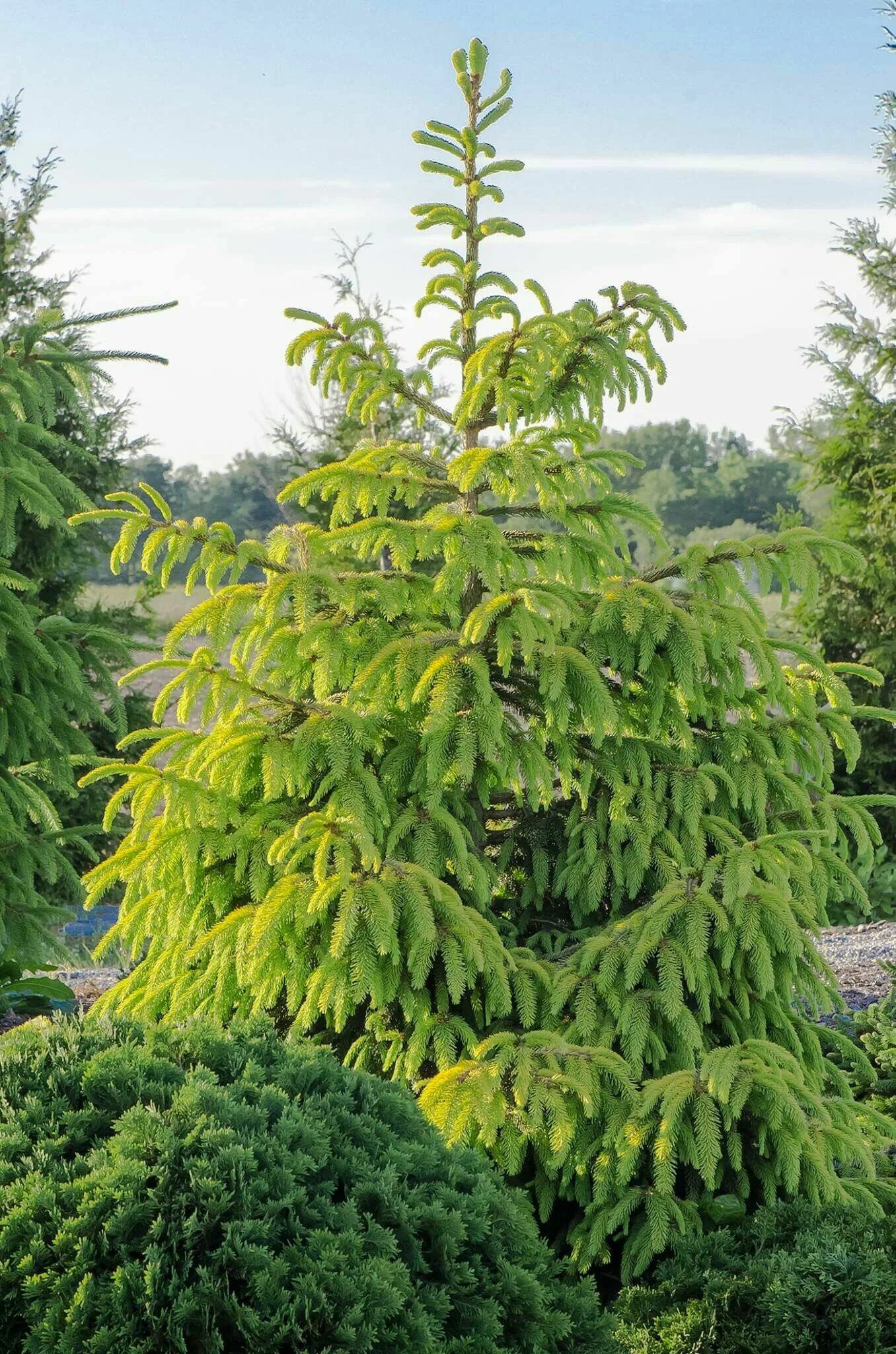 Picea aurea. Ель ауреа якобсен. ель обыкновенная ауреа. ель обыкновенная aurea. ель ауреа магнифика.