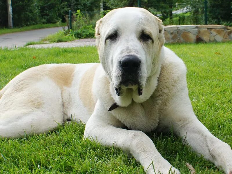 чоп альфа центурион. сычуань китай панды. чоп телохранитель. гигантские панды сычуань. монгольский банхар и тибетский мастиф.