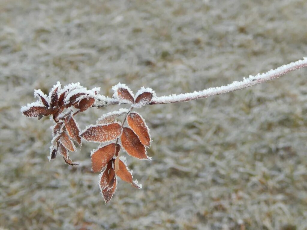 Былинка. Заморозки Тверь.