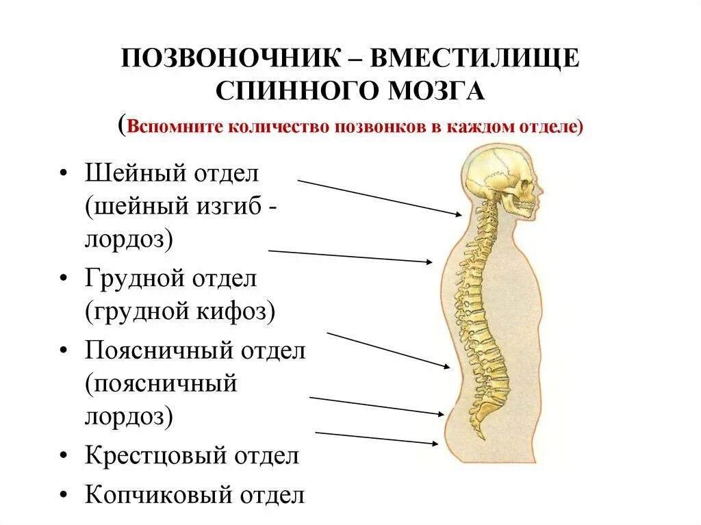 Сколько отделов имеет. Позвоночник строение анатомия и спинной мозг. Отделы позвоночника спинного мозга функции. Спинной мозг шейный отдел грудной отдел. Копчиковый отдел спинного мозга.