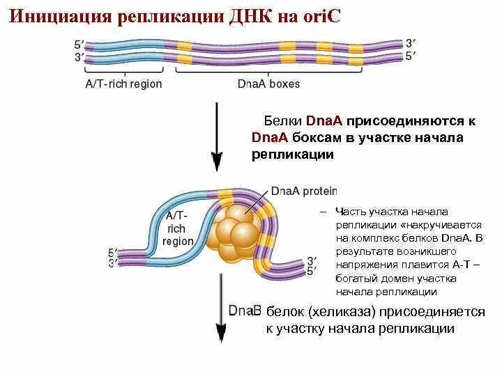 Начала репликации. Инициация репликации днк: схема процесса. репликация днк стадии инициация. инициация репликации – образование репликативной вилки.. схема инициации репликации.
