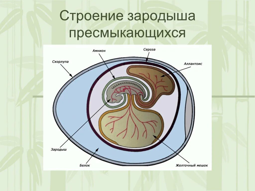 Оболочка яйца рептилий. Строение эмбриона пресмыкающихся. Зародышевые оболочки амниот. Амнион хорион аллантоис рептилий. Схема строения яйца рептилий.