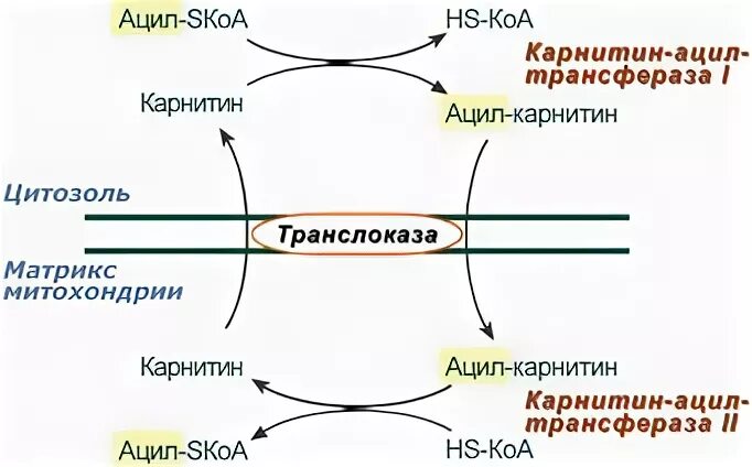 Транспорт ацила из митохондрии в цитозоль