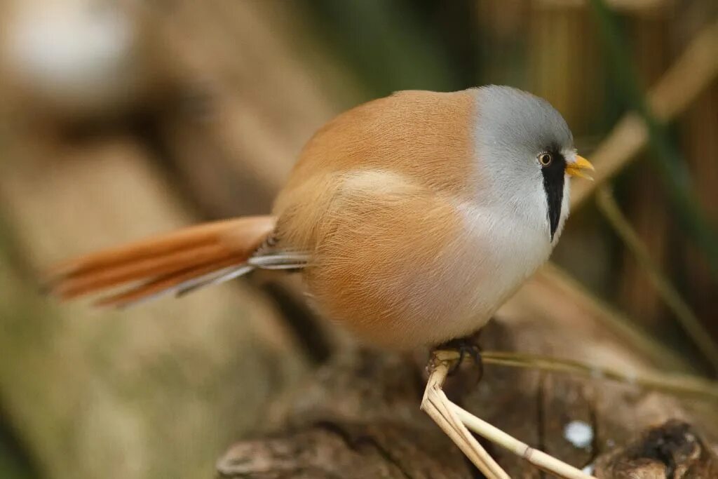 C bird. C bird. бабочки и птицы. малая чёрно-красная котинга. иволга трупиал.