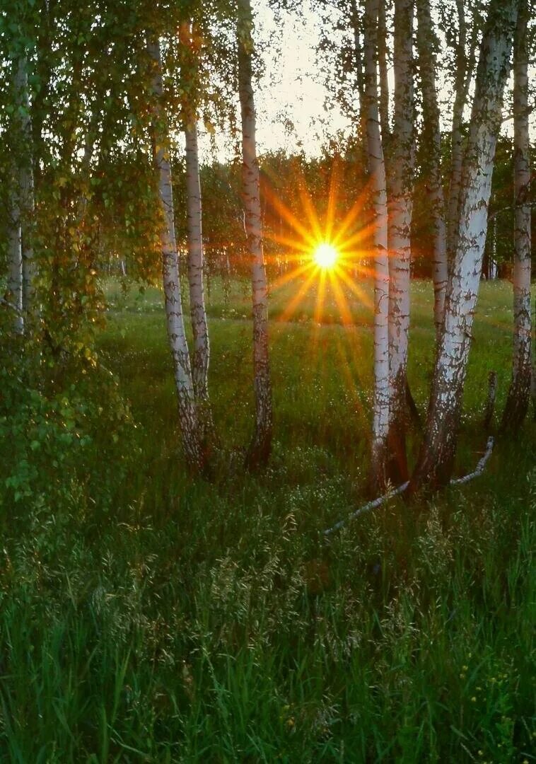 Летний вечер за лесами солнышко уж село. Солнце в Березовом лесу. Березовая роща солнце. "Солнце в лесу". Летний рассвет в лесу.