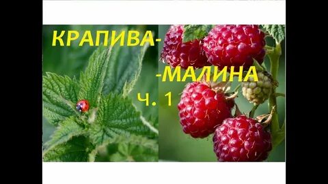 Вкус малины слушать