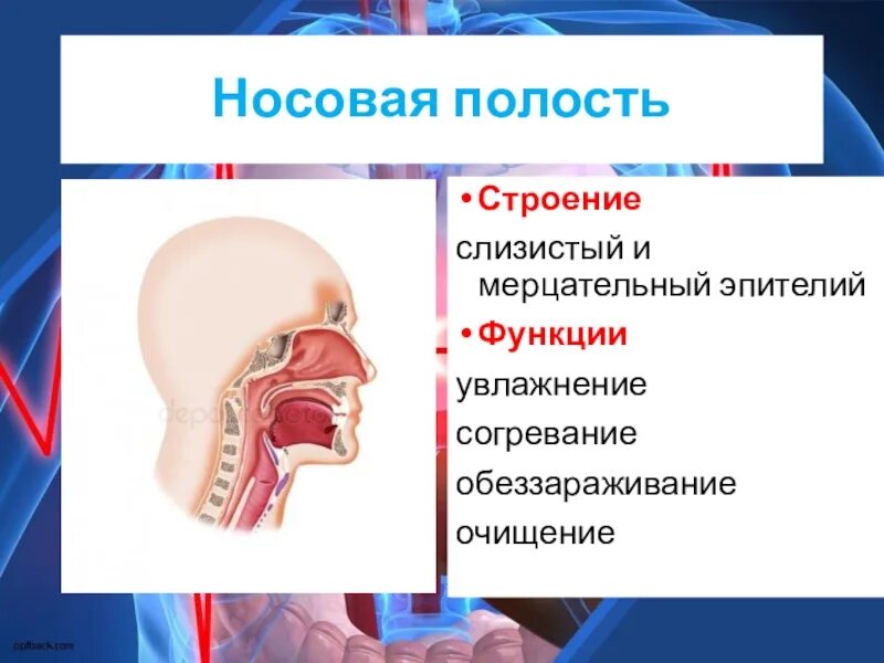 Носовые полости функции органа. Носовая полость строение и функции. Функции носовой полости человека. Особенности строения носовой полости человека. Функции полости носа.