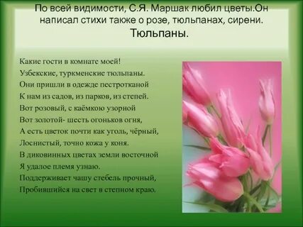 Тюльпан песня текст