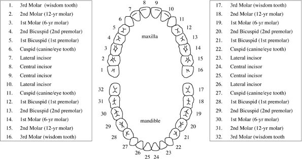 Нумерация зубов в стоматологии схема у взрослых. Универсальная система нумерации зубов. Международное обозначение зубов. Международная система обозначения зубов. Нумерация зубов по Палмеру.