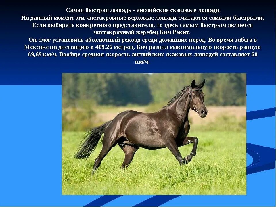 Какая самая быстрая песня