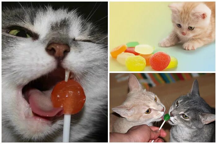 Кот с конфетами. Кошка и сладкое. Котята и сладости. Сладости для кошек. Можно кошкам сладкое