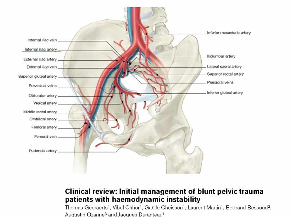 Кровоснабжение таза анатомия. Артерии таза наружная подвздошная артерия. Подвздошная артерия синтопия.