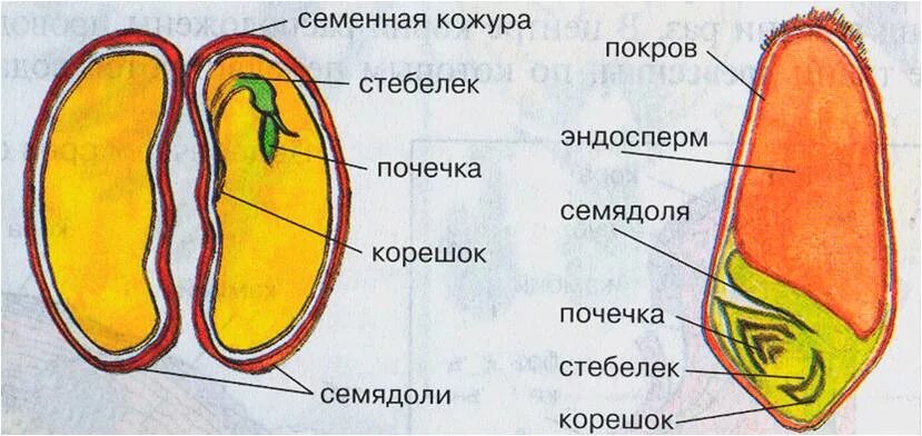 Семенная кожура семядоли. Семядоли зародыш эндосперм семенная кожура. Семенная кожура развивается из. Эндосперм и семядоли.