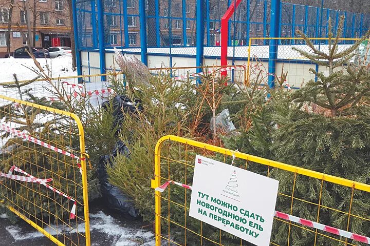 Пункт сбора елок в москве. Пункт приема новогодних елок. Утилизация елок в москве. Пункты утилизации елок. Переработка новогодних елок.