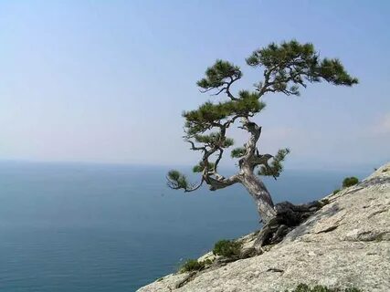 Дерево растет в море