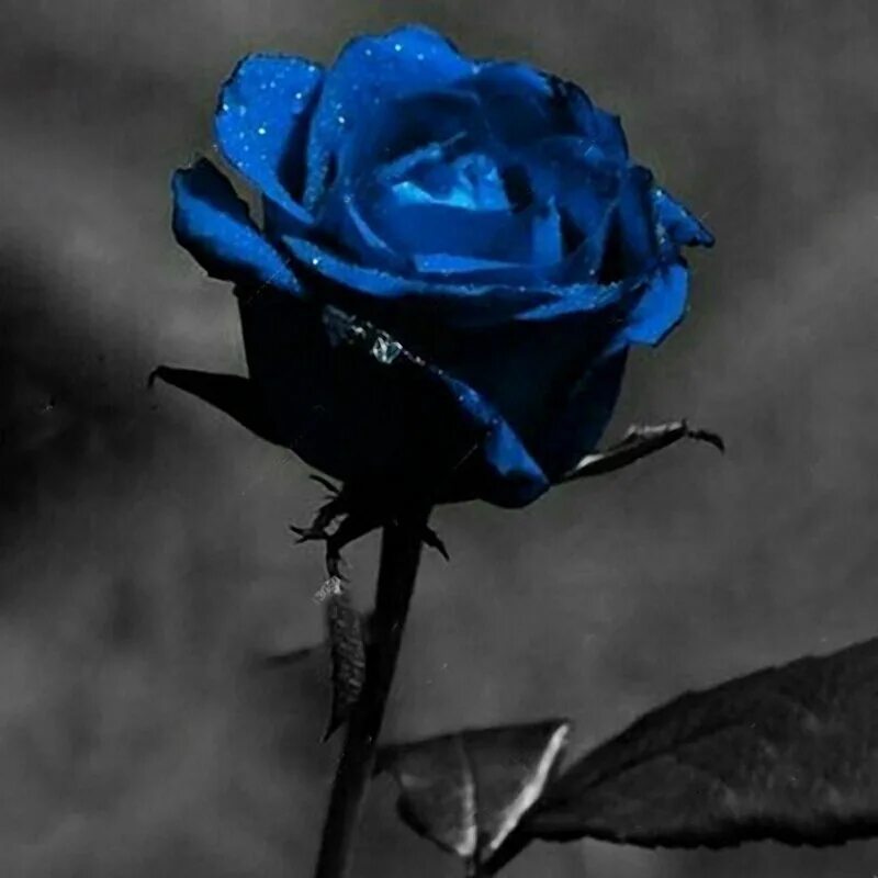 Черная розочка. Черные розы Халфети. Красивые синие розы.