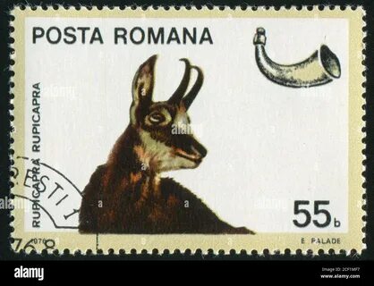 1976 животное
