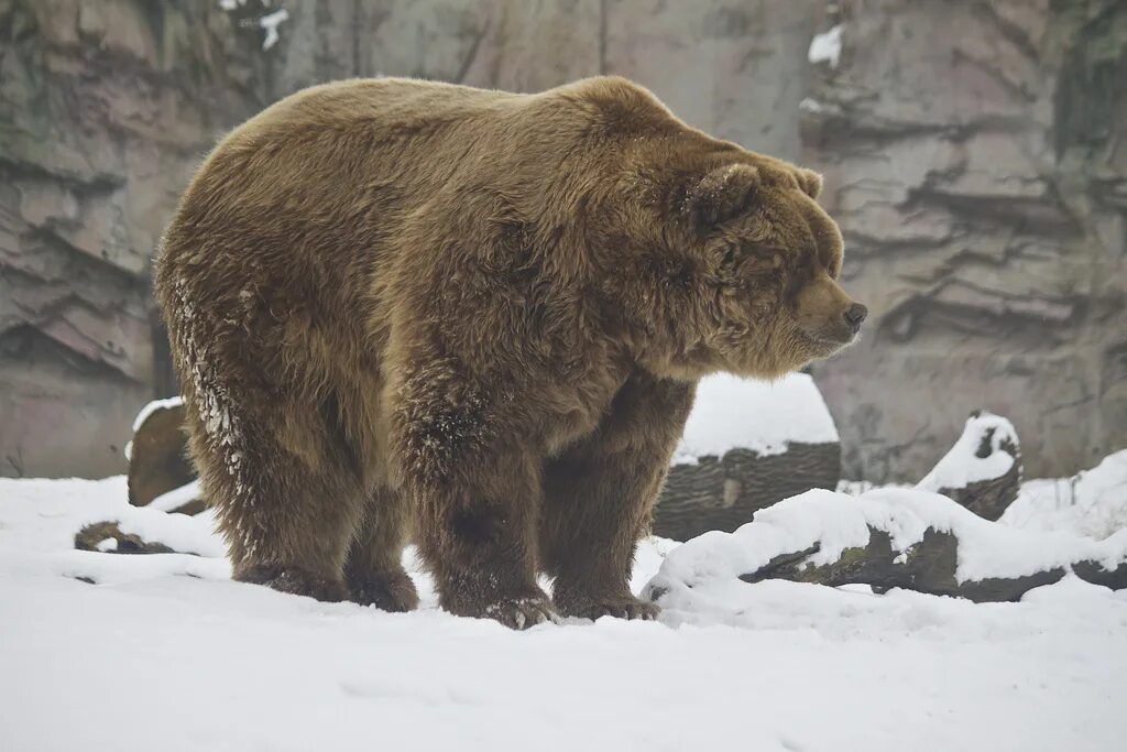 Какая голова у медведя. Бурый медведь Кадьяк. Кадьяк (медведь). Большой бурый медведь Кадьяк. Медведь бурый Кодиак.