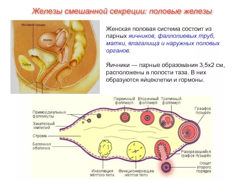 Женская половая система. Половые железы женской половой системы. Женская половая система железы. Железы наружных половых органов. 1 женская половая система