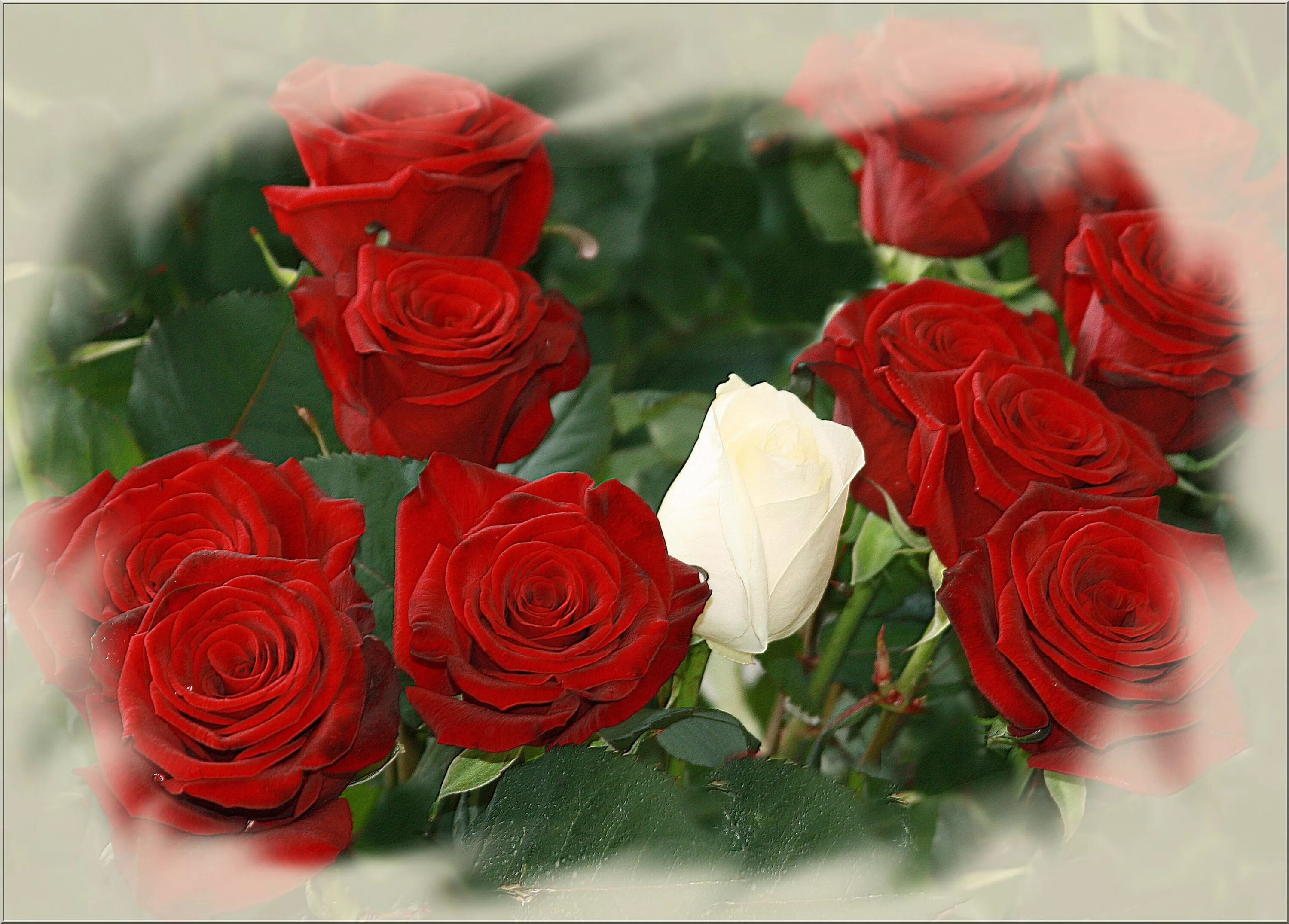 Розы фото открытки. Красивой женщине красивые цветы. Цветы для любимой женщины. Открытки с розами. Открытки с розами красивые.