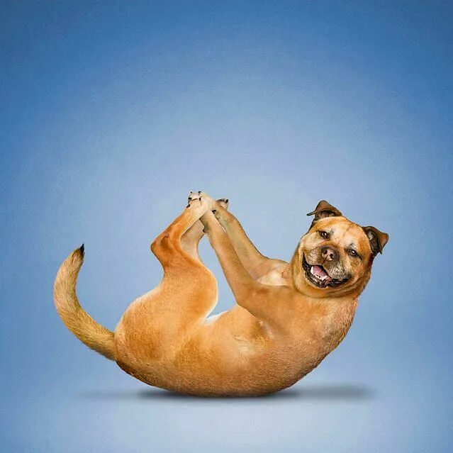 кошка йога. разные позы животных. разные позы животных. позы животных. забавные позы животных.